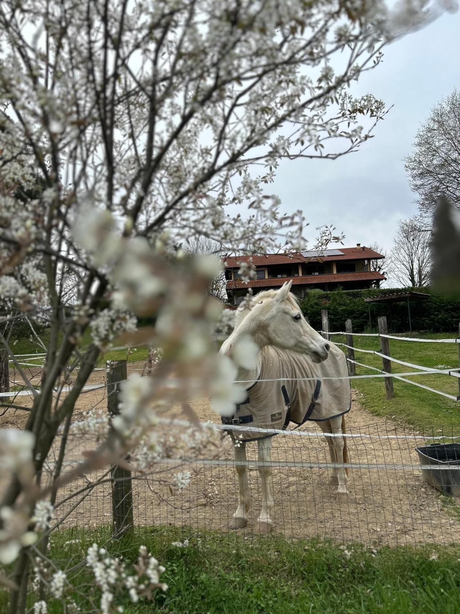 Bilocale In The Farm- Malpensa-Lago Maggiore Varallo Pombia Buitenkant foto